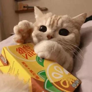 🐾 86f56d66 維他 kat, schattig, dier, huisdier, pakje sap, Vitasoy telegram sticker