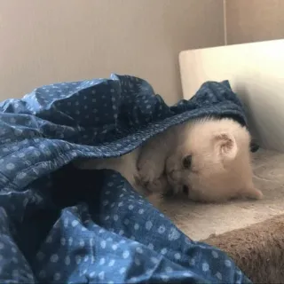 🐾 8c83b0c5 kat, kitten, schattig, huisdier, dier, deken, witte kat telegram sticker