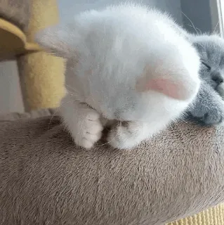 🥺 8f06baec kitten, kat, slapen, schattig, dier, huisdier, zoogdier telegram sticker