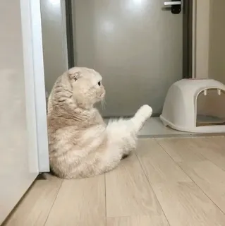 🐾 934832b8 kat, beledigend gebaar, middelvinger, dier telegram sticker