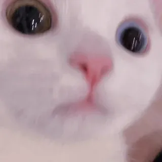 𝓑𝔂 : @GOGOOL_GIF 🐾🛹 telegram stickers