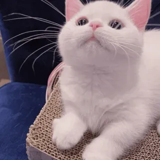 🐾 9cc0594e kat, witte kat, kitten, huisdier, schattig, dier telegram sticker