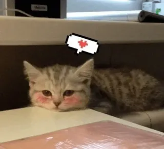 🐾 a5f341ea kat, kitten, schattig, dier, huisdier, hart telegram sticker