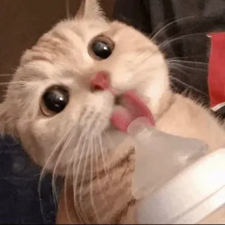 🐾 a7109091 kat, kitten, babyfles, drinken, schattig, huisdier, dier telegram sticker