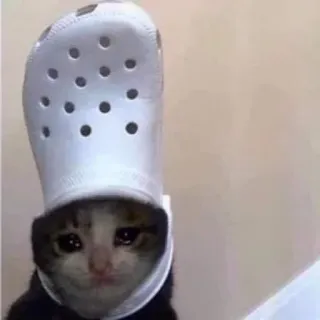 🐾 aa9da17c kat, verdrietig, schoen, meme, dier, huisdier telegram sticker