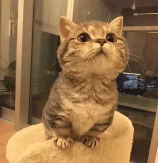 🐾 ae0e514d kat, kitten, dier, schattig, huisdier, katachtig, cyperse kat telegram sticker