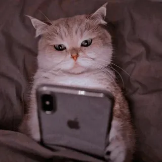 🐾 b3731c1a kat, dier, telefoon, iPhone, huisdier, schattig, scottish fold telegram sticker