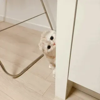 🐾 b7baf8a6 kat, schattig, piepen, kitten, dier, scottish fold telegram sticker