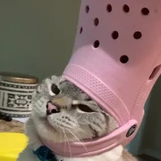 🐾 b9f1fd0c kat, krokodil, huisdier, dier, grappig, gek telegram sticker