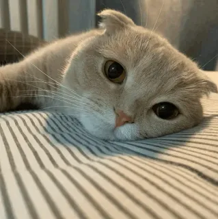 🐾 c1e4c4dc kat, schattig, Scottish Fold, dier, huisdier, huiskat telegram sticker