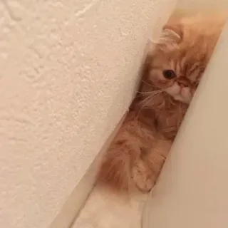 🐾 c491d753 kat, schattig, dier, huisdier, verstoppen, pers, perzische kat telegram sticker