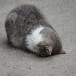 🐾 c94bb872 kat, dier, huis kat, grijze kat, huisdier telegram sticker