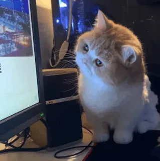 🐾 d02db34c kat, lief, computer, huisdier, huisdier, thuis telegram sticker