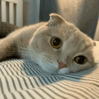 🐾 d1d81887 kat, Scottish Fold, schattig, huisdier, dier, huiskat telegram sticker