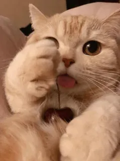 🐾 d2dedd06 kat, kers, dier, schattig, huisdier, grappig telegram sticker