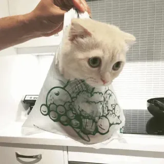 🐾 da30014f kat, kitten, plastic tas, grappig, schattig, dier telegram sticker