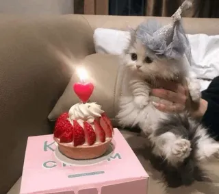 🐾 dc11049e kat, kitten, verjaardag, taart, feest, schattig, huisdier telegram sticker