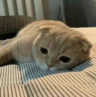 🐾 e3359f30 kat, huisdier, dier, Scottish Fold, katachtig, schattig telegram sticker