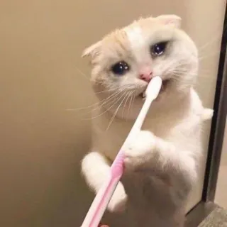 🐾 f8130ce1 kat, verdrietig, huilen, tandenborstel, dier, huisdier, huisdier telegram sticker