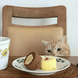 🐾 f9d1d493 kat, taart, eten, toetje, schattig, dier, tafel telegram sticker