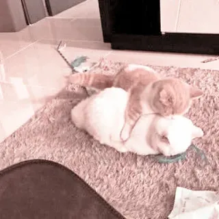 🐾 fcfaa945 kat, kitten, huisdier, dier, schattig, spelen, vriendschap telegram sticker