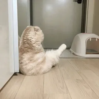 🐾 fe149e0f kat, dier, huisdier, scottish fold, schattig, kitten telegram sticker