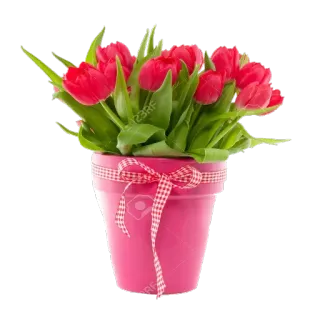 🌷 ec59b82d tulip, bunga, pot bunga, tanaman, buket, merah, merah muda telegram sticker