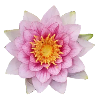 GOLDAN telegram stickers