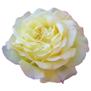 🌻 9cbe3a5f Blume, Rose, Gelb, Natur, Blumenmuster, Blüte telegram sticker