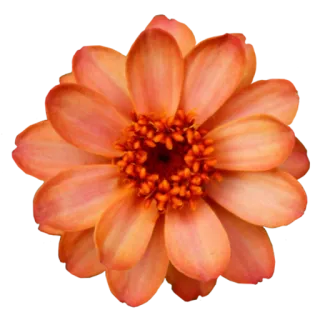 🌻 c6b35dd3 Blume, Blumenmuster, Orange, Blütenblatt, Pflanze, Natur telegram sticker