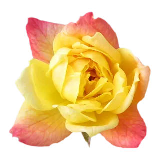 🌻 fd53e5f4 Blume, Rose, gelb, rosa, Natur, Blüte, floral telegram sticker