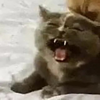 😄 4cf74771 猫, 打哈欠, 小猫, 动物, 宠物, 哺乳动物 whatsapp sticker