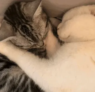 🐈 058663c6 chat, chaton, dormir, animaux, mignon telegram sticker