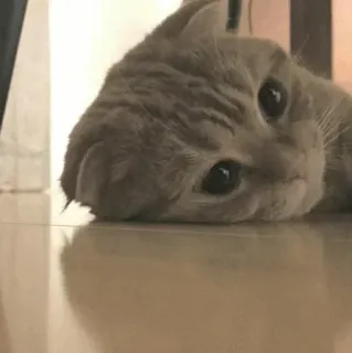 🐈 06f6648e chat, animal, chat domestique, animal de compagnie, mignon, félin telegram sticker