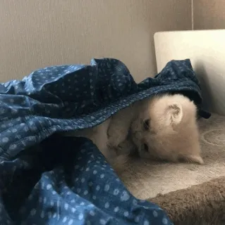 🐈 0f373229 chat, chaton, animal, mignon, animal de compagnie, couverture, somnolent, animal domestique telegram sticker