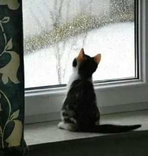 🐈 19327671 chat, fenêtre, pluie, chaton, animal de compagnie, animal, jour de pluie telegram sticker