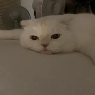 🐈 29f7b72e chat, chat blanc, animal de compagnie, animal, animal domestique, félin telegram sticker