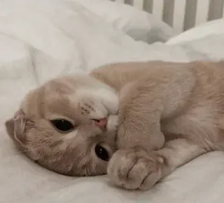 🐈 2fc65031 chat, chaton, animal de compagnie, animal, mignon, domestique, félin telegram sticker