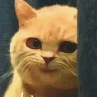 🐈 323acf2e chat, animal, animal de compagnie, mignon, drôle, mème telegram sticker