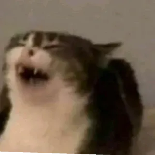 🐈 35afdc3a chat, mème, animal, drôle, animal de compagnie, expression, humeur telegram sticker