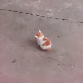 🐈 3f4a3726 chaton, chat, animal, animal de compagnie, mignon, domestique telegram sticker