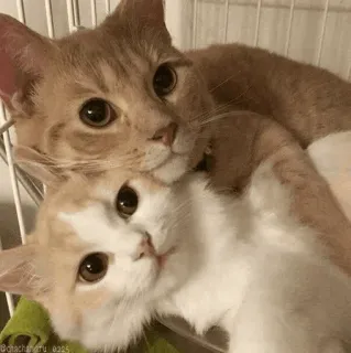 🐈 462ce068 chat, chats, chatons, animaux de compagnie, animaux, mignon, amitié telegram sticker