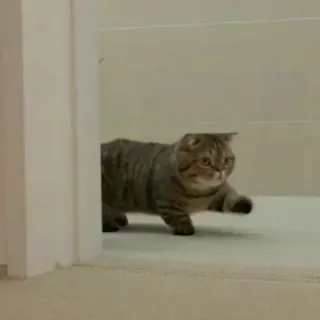 🐈 512430a2 chat, animal, animal de compagnie, chat domestique, chat tigré, scottish fold telegram sticker