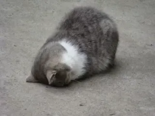 🐈 58e65328 chat, animal, animal domestique, gris, blanc, regardant vers le bas, animal de compagnie telegram sticker