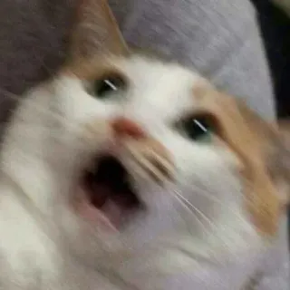 🐈 5a24d51e chat, choqué, surpris, mème, drôle, animal telegram sticker