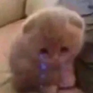 🐈 5d1490fe chat, chaton, mignon, animal, animal de compagnie, domestique, doux, adorable telegram sticker