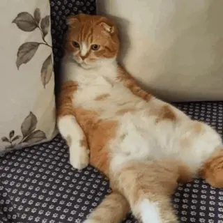 🐈 5f506eee chat, mignon, drôle, animal, animal de compagnie, orange, domestique, assis telegram sticker