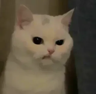🐈 5f74e5cd chat, animal, chat blanc, animal domestique, animal de compagnie, mammifère telegram sticker