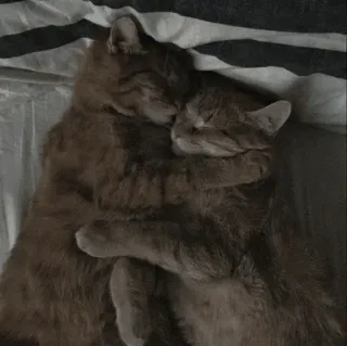 🐈 63f4cf6b chats, câlin, dormir, animaux, animaux de compagnie, mignon, affectueux telegram sticker