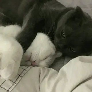 🐈 67da882a chat, dormir, animal domestique, mignon, animal de compagnie, animaux telegram sticker